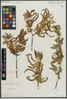 Foto von Salix alba L. x Salix fragilis L.